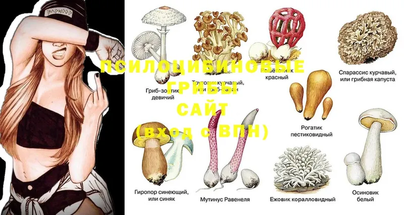 сайты даркнета состав  Боготол  Галлюциногенные грибы Magic Shrooms 